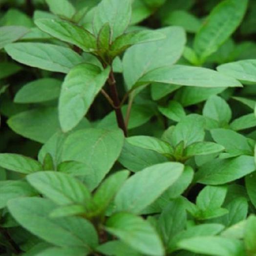 Combo 3 gói Hạt giống rau húng quế -gói 2 gram-tặng kèm 1 gói phân bón