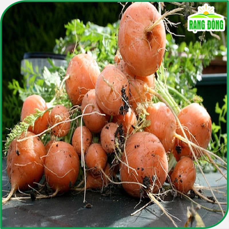 Hạt giống Cà Rốt Tròn Rado 527 (1g~1000 hạt) dễ chăm sóc, sinh trưởng khỏe, trồng quanh năm - Hạt giống Rạng Đông