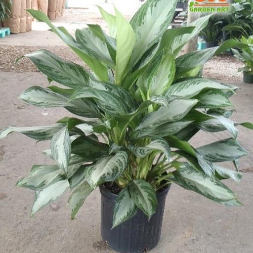 CHẬU CÂY NGÂN HẬU- CÂY PHONG THỦY VƯỢNG KHÍ, VƯỢNG TÀI LỘC CHO GIA CHỦ