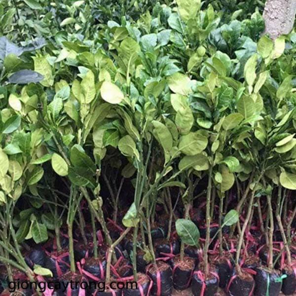 Cây giống bưởi da xanh ruột hồng