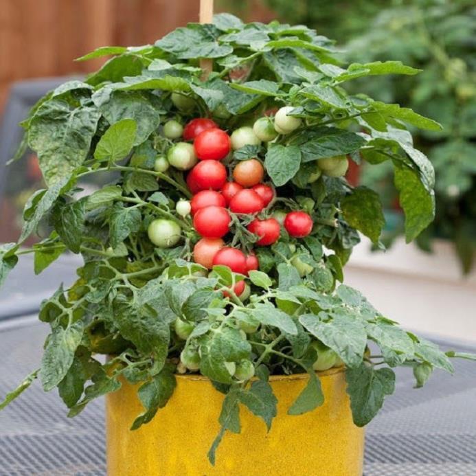 CÂY GIỐNG CÀ CHUA BI 2 MÀU ĐỎ , VÀNG - NHANH VÀ SIÊU QUẢ-NHIỀU DINH DƯỠNG