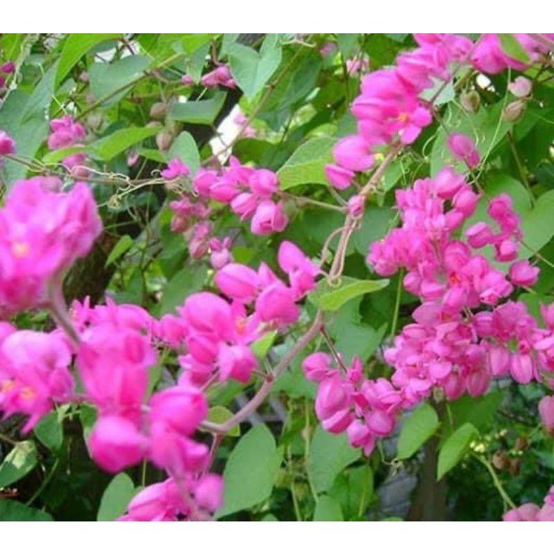 Cây hoa tigon hoa tím đẹp