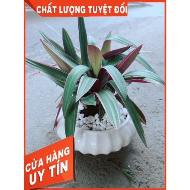 Chậu Cây Bảy Sắc Cầu Vòng