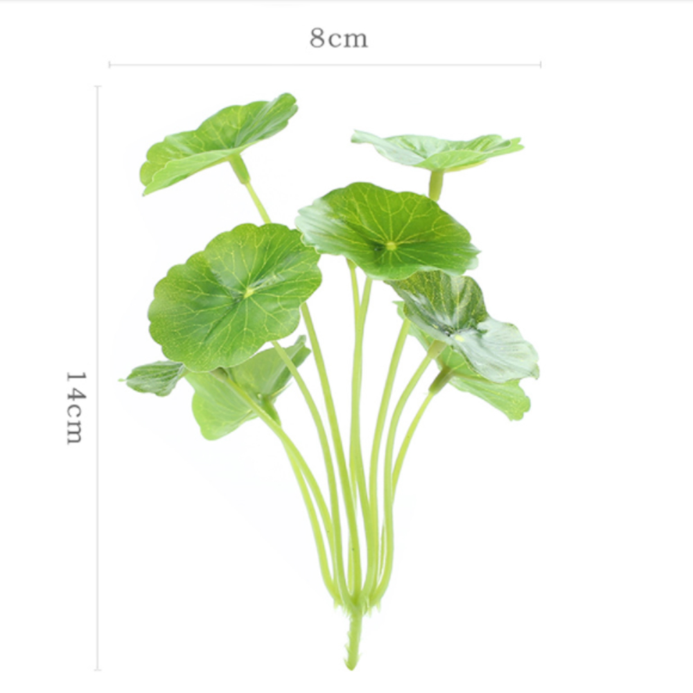 Chậu cỏ đồng tiền bằng đất nung tráng men