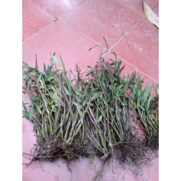 Hoa phong lan hoàng thảo hồng câu
