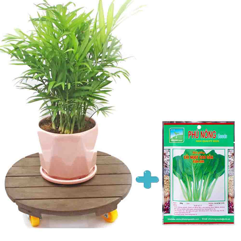 Đế lót chậu cây GREENHOME có bánh xe-TRÒN-ĐEN-Chịu lực 120 Kg-TẶNG 1 GÓI HẠT GIỐNG CẢI NGỌT PHÚ NÔNG