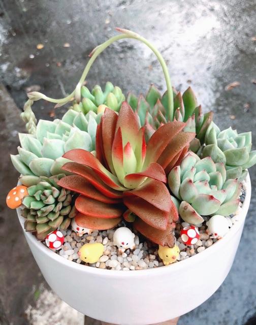 Chậu sen đá tiểu cảnh