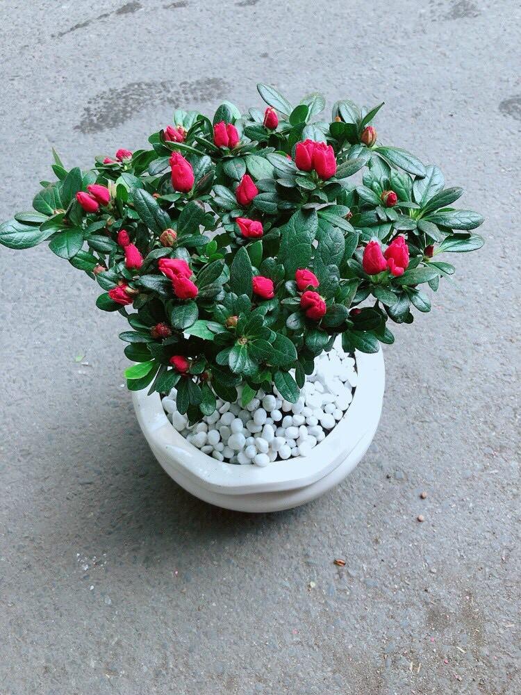 Chậu Hoa Đỗ Quyên Màu Hồng