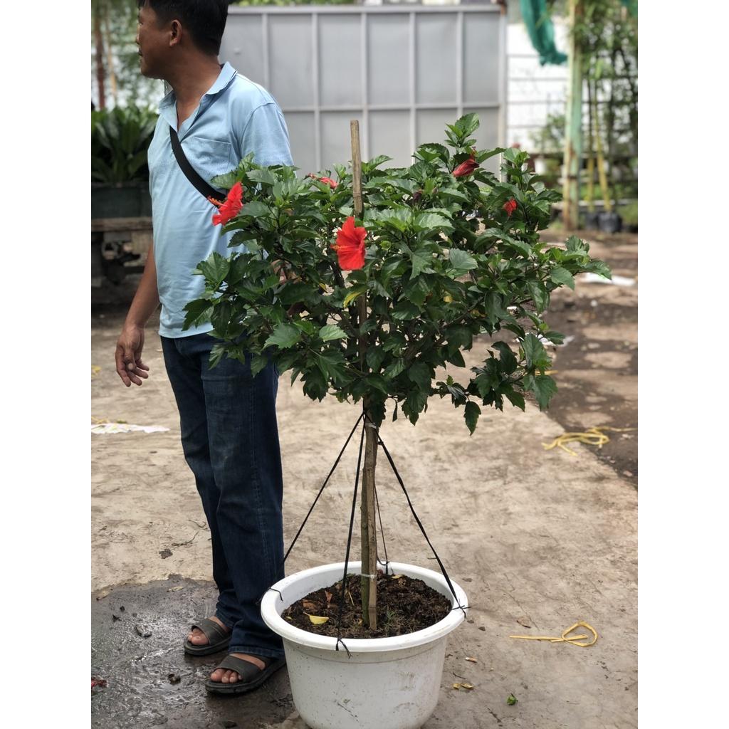 Chậu bông bụt Thái hoa màu đỏ chỉ giao TP.HCM
