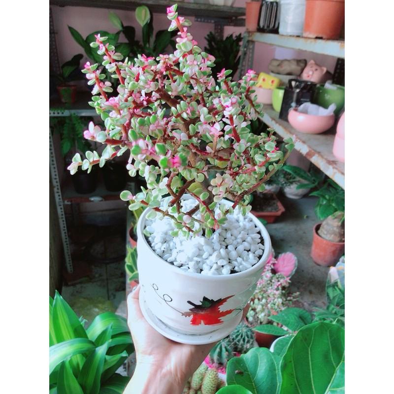 Chậu Cây Cành Vàng Lá Ngọc