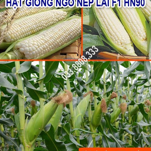 Hạt Giống Ngô Nếp Lai HN90 Năng Suất Cao 500gram