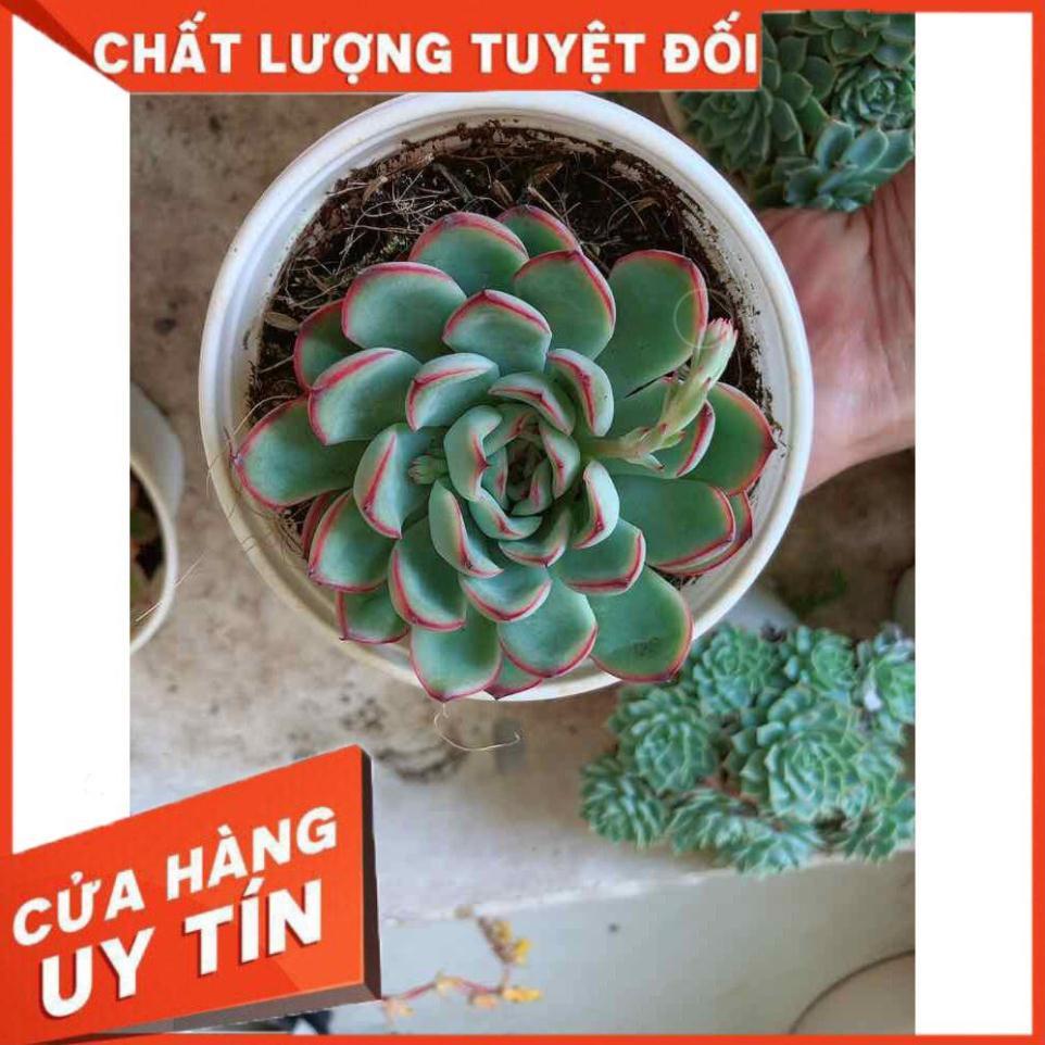 Sen đá viền hồng kèm chậu sứ trắng Nhiều Người Mua