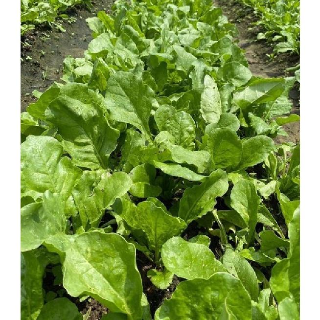 Hạt giống rau cải bó xôi chịu nhiệt F1 - 1 gói 10gram