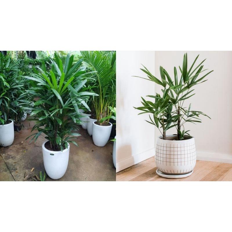 CÂY GIỐNG TRÚC MÂY