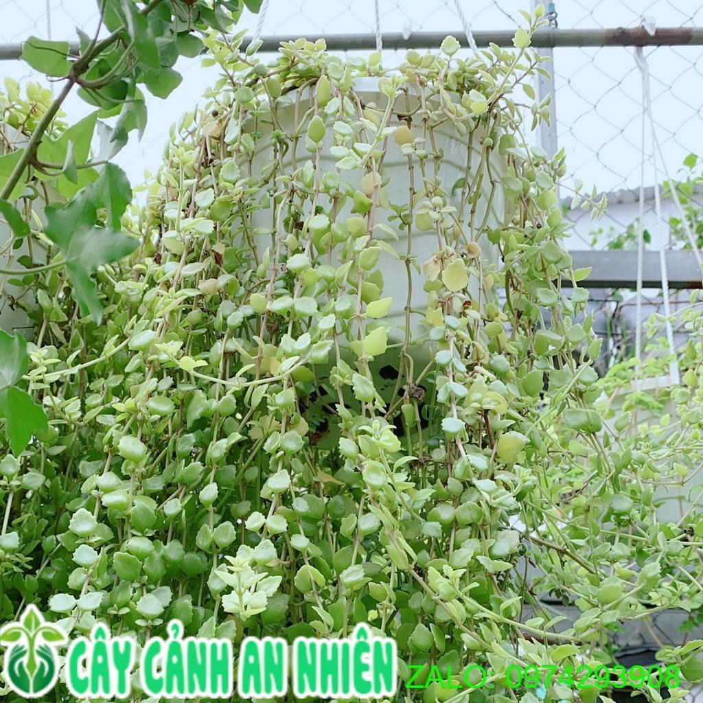 Chậu Thằn Lằn Đá