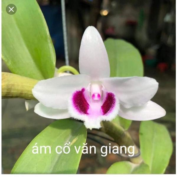 Phi điệp ám cổ văn giang
