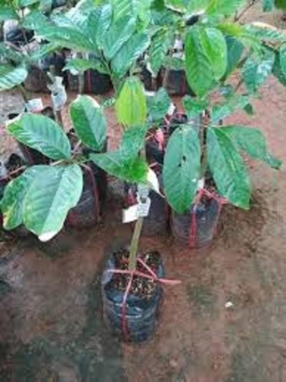 Cây giống BÒN BON siêu sai quả - Cây giống F1