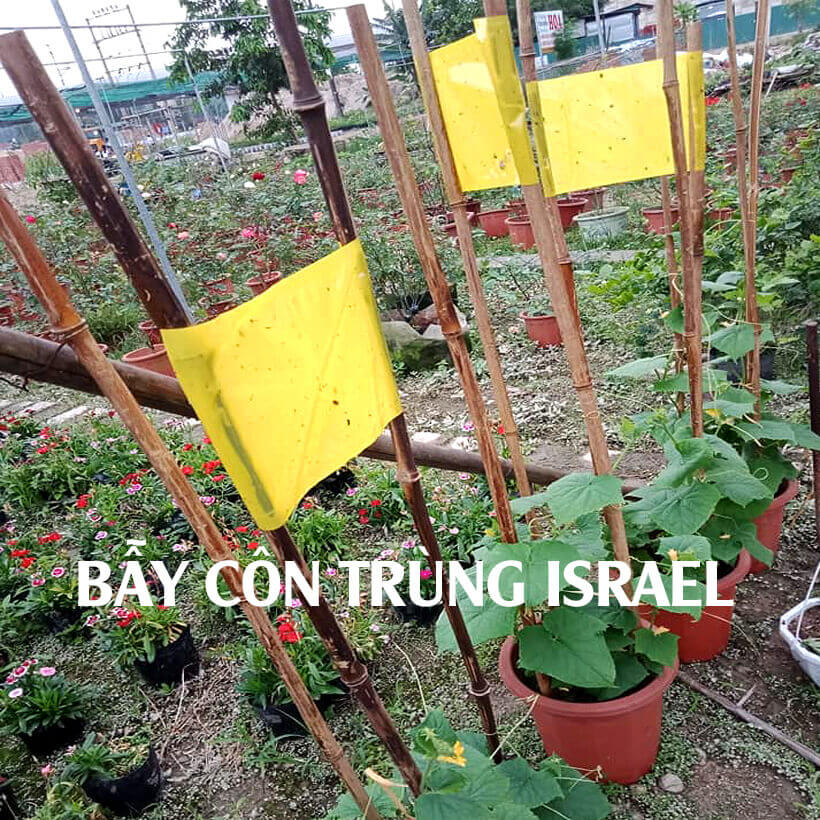 Miếng dính vàng Israel để Bẫy Côn Trùng gây hại vườn rau sạch như bẫy ruồi, bọ phần, ốc sên, bướm ...