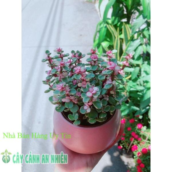 Chậu Cành Vàng Lá Ngọc