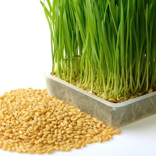 Hạt giống Mầm lúa mạch VTS196