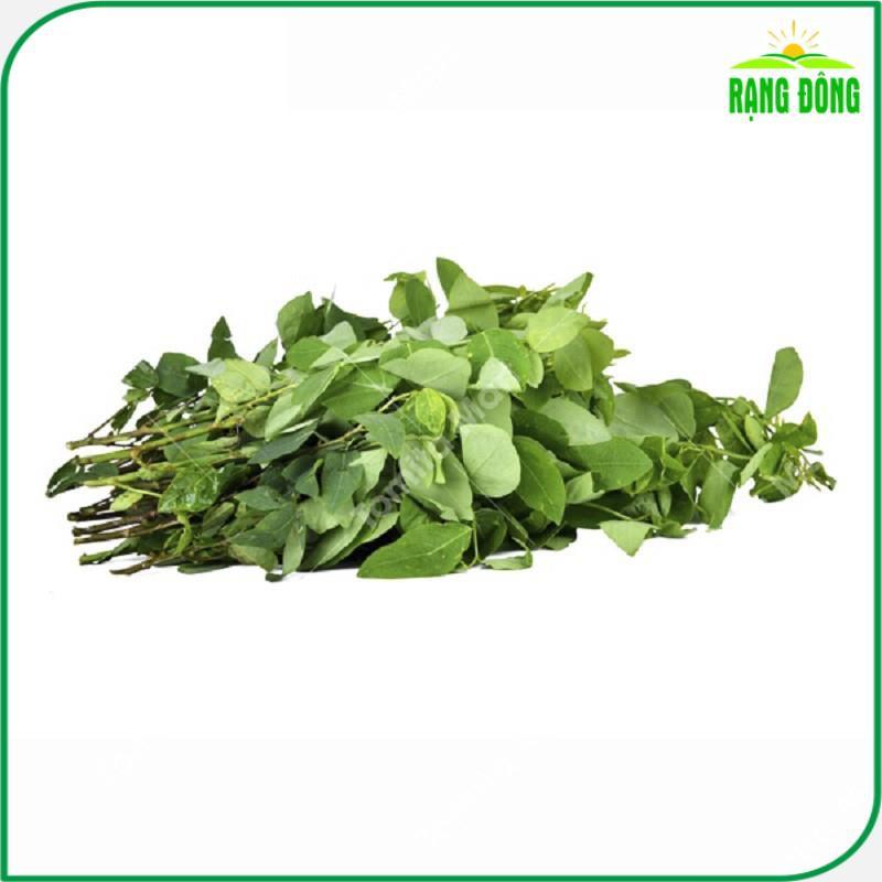 Hạt giống Rau Ngót Trồng Quanh Năm, Sinh Trưởng Khỏe - Hạt giống Rạng Đông