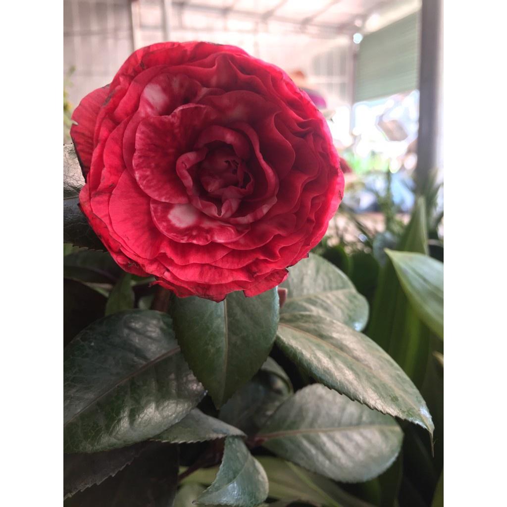 Cây giống hoa trà đỏ LỰU cổ, hàng cực hiếm, cây giống ươm bầu