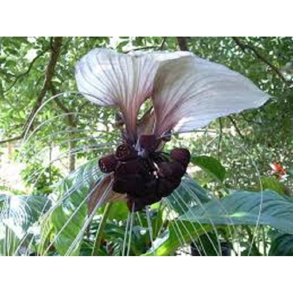 CHẬU CÂY RÂU HÙM LÀM CẢNH