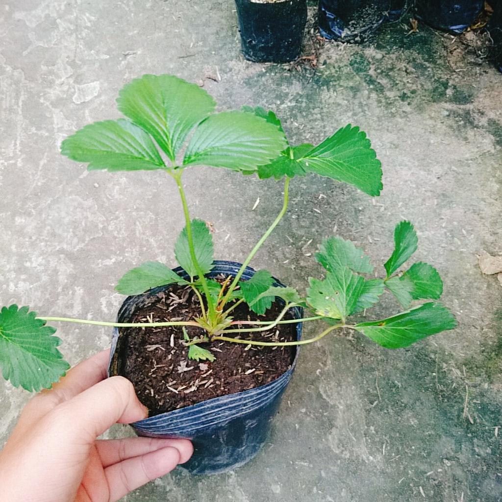 Cây dâu tây hana giống chịu nhiệt quả to siêu ngọt - cây ăn quả + tặng phân bón