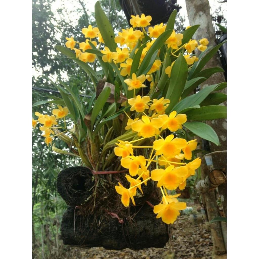 Hoa phong lan hoàng lạp