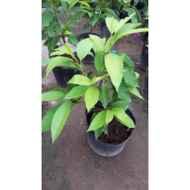 Sản phẩm CÂY HOA NGỌC LAN