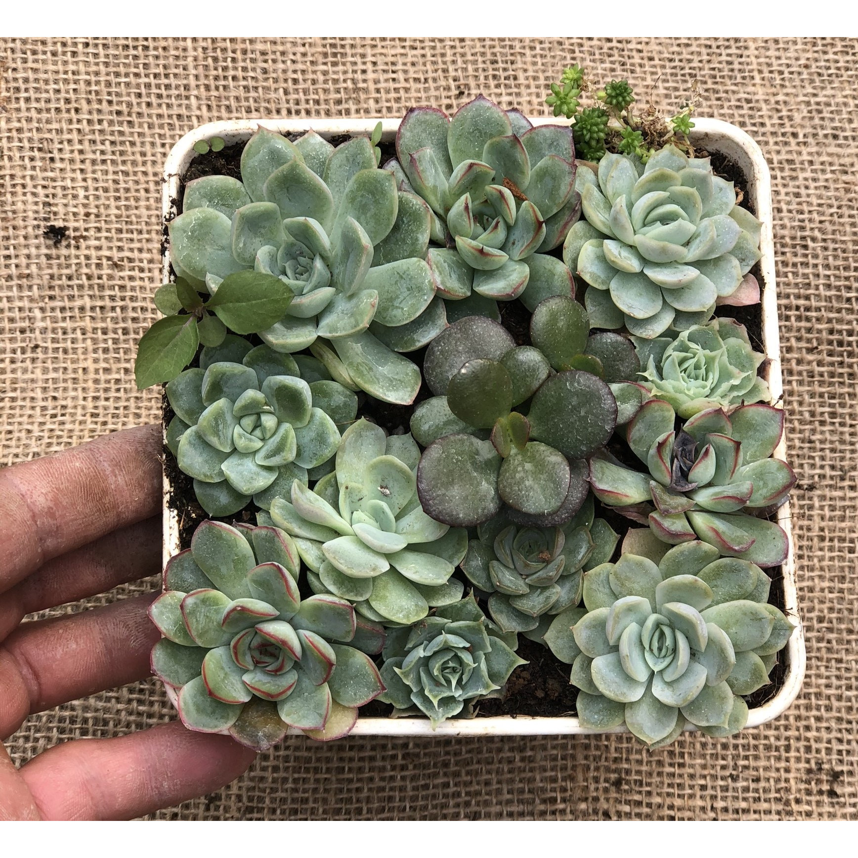 Chậu sen đá ghép nhiều loại