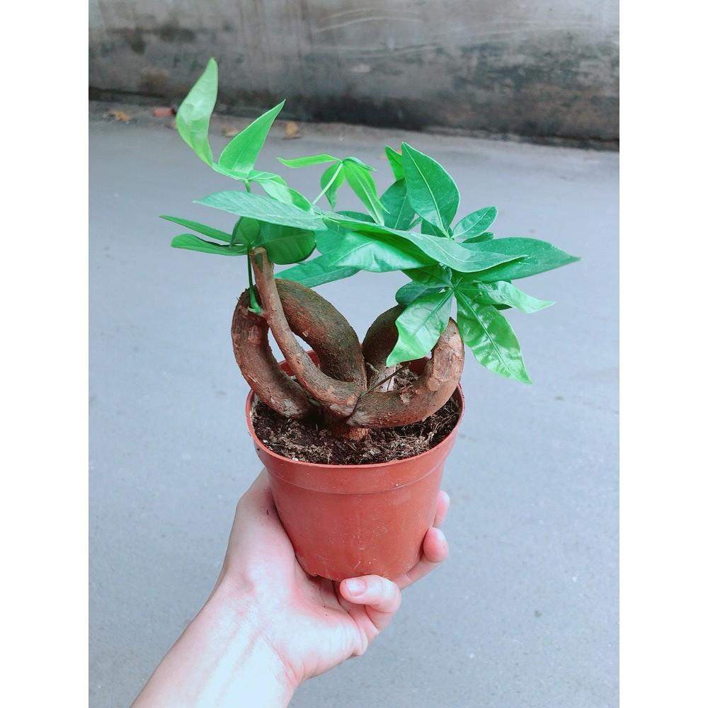 Chậu kim ngân nơ