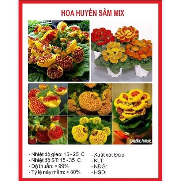 Hạt giống hoa huyền sâm mix màu -1 gói 30 hạt