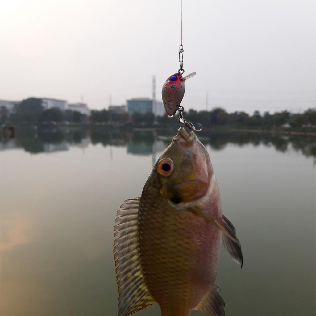 Mồi câu cá mồi ruồi chuyên câu cá rô phi rô ta chuối lóc (siêu rẻ) ( giá siêu khuyến mại )