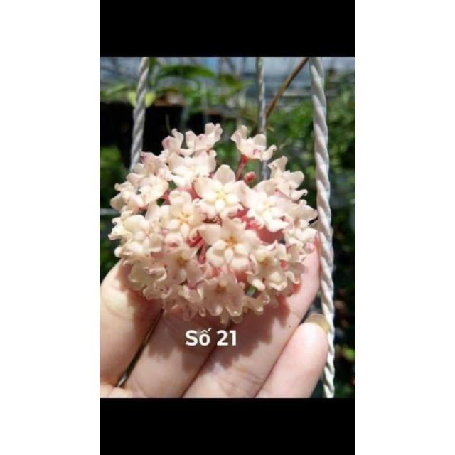 Lan Cẩm Cù Đủ Các Màu