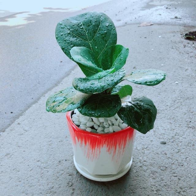 Chậu Bàng Singapore