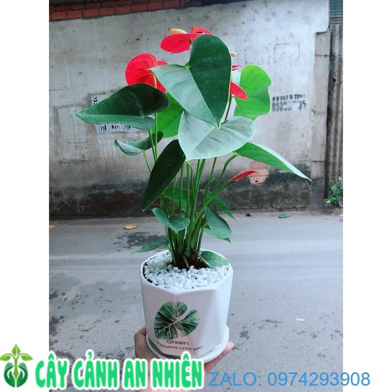 Chậu Cây Hồng Môn