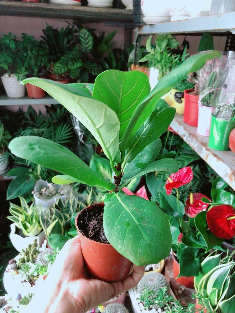 Cây Bàng Singapore Cao 20cm