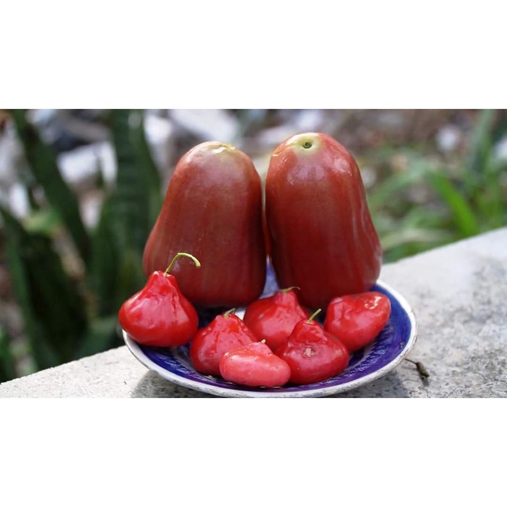 Giống Cây Mận Hoàng Yến
