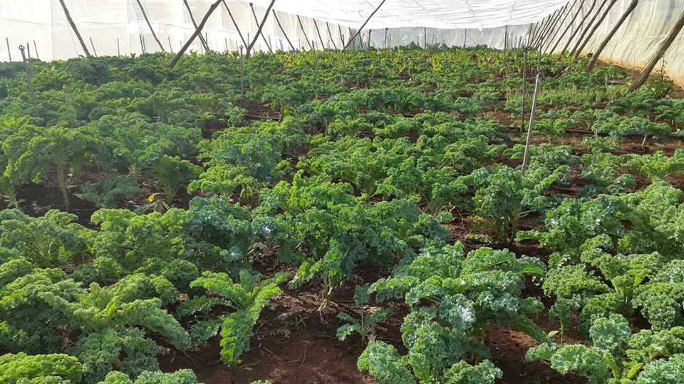 Hạt Giống Cải Xoăn Xanh - Nảy Mầm Cực Chuẩn