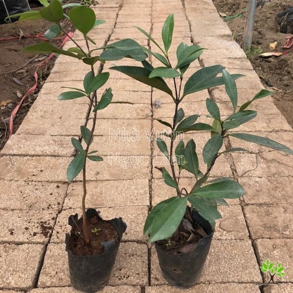 Cây giống cherry Brazil