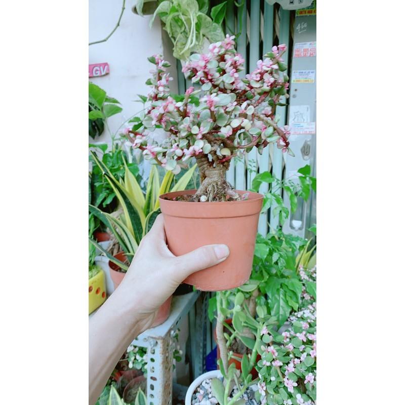 Cành Vàng Lá Ngọc Cổ Thụ