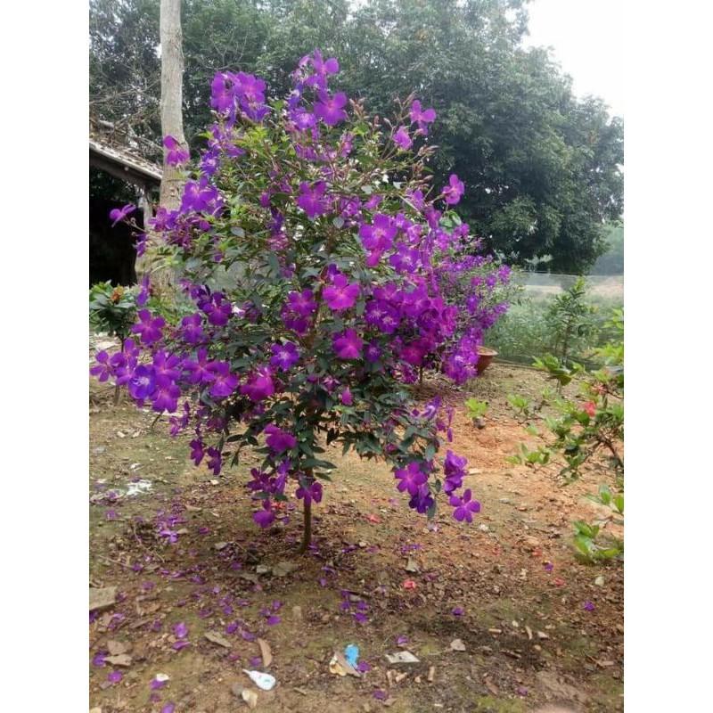 Com bo 10 Cây giống sim tím