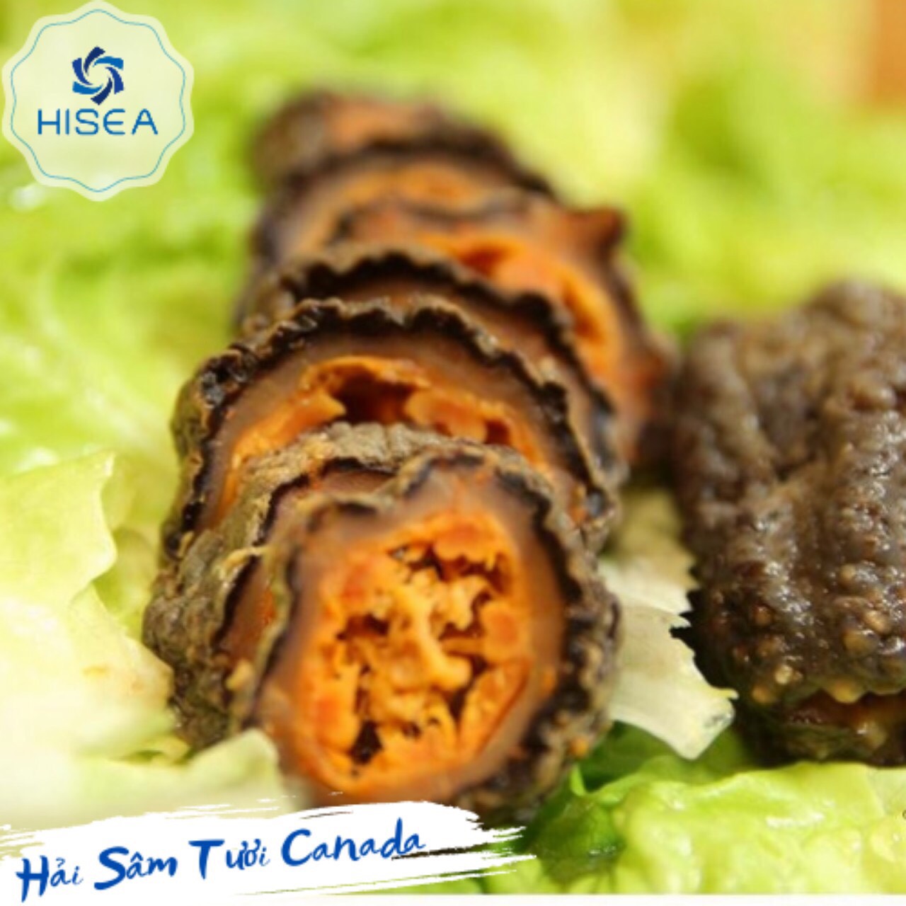 Hải sâm canada tươi- Hộp 500gr