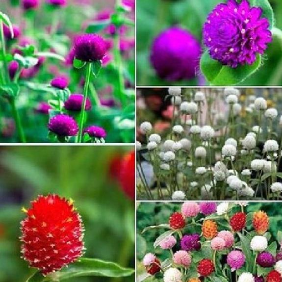 Bộ 3 gói Hạt Giống Hoa Cúc Bách Nhật Mix Màu ,hạt giống tốt -1 gói 100 hạt