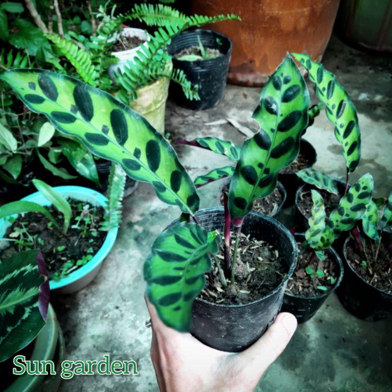 Cây kiểng lá đuôi phụng trang trí