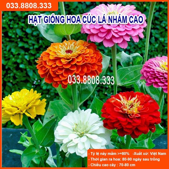 Hạt Giống Hoa Cúc Lá Nhám Cao -Hoa Đẹp Nhiều Màu