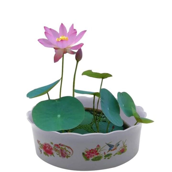 Hạt giống sen nhật mini nhiều màu