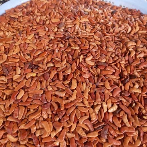 100 gram hạt giống cây giáng hương