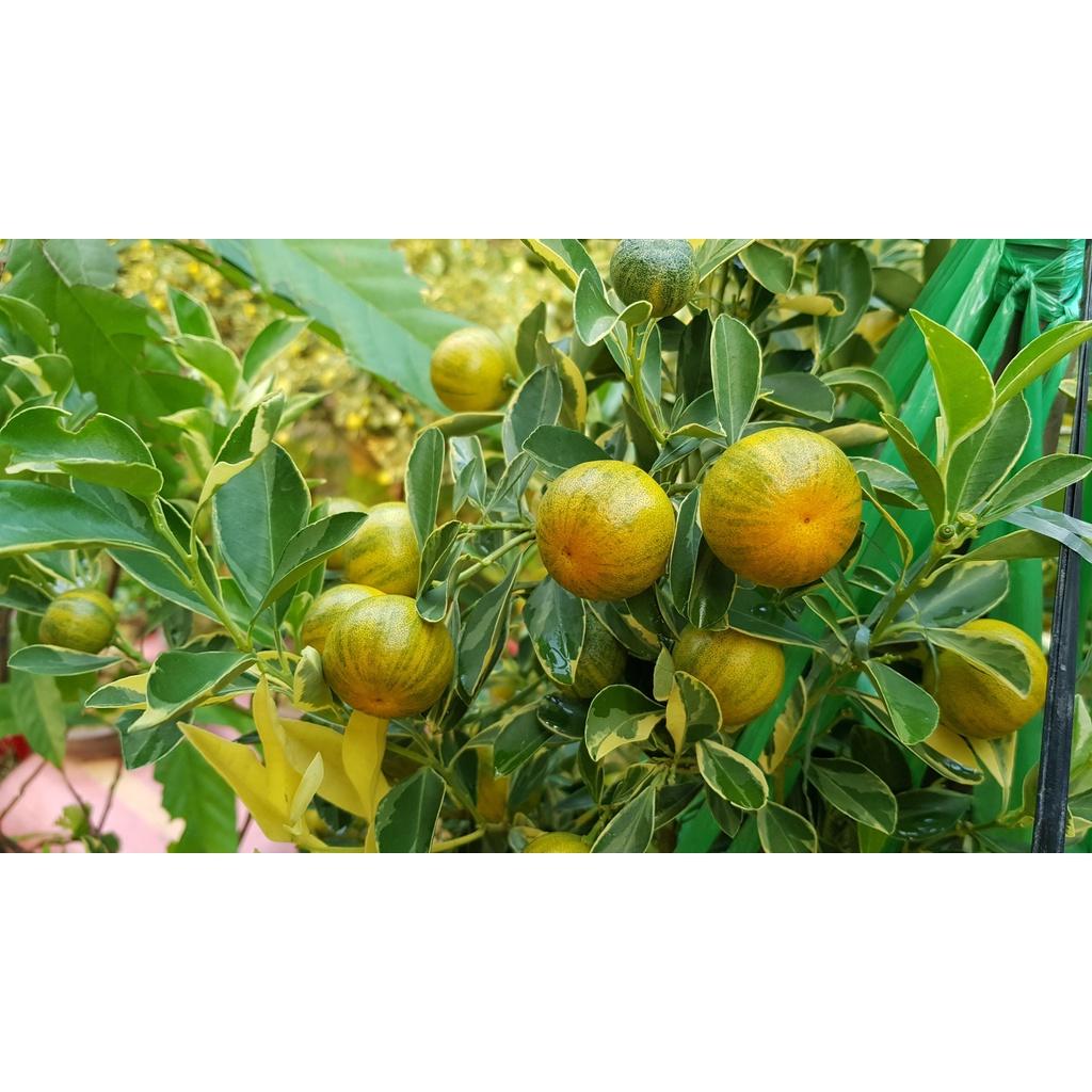 Cây quất cẩm thạch - cây giống lớn